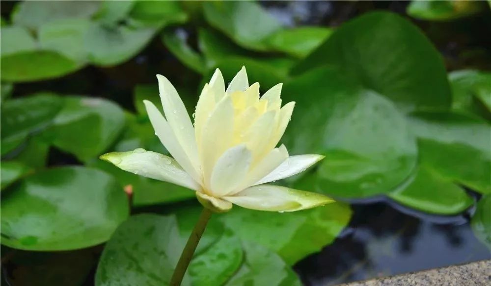 睡莲绽放来三水赏水莲花的娇羞品夏日温柔