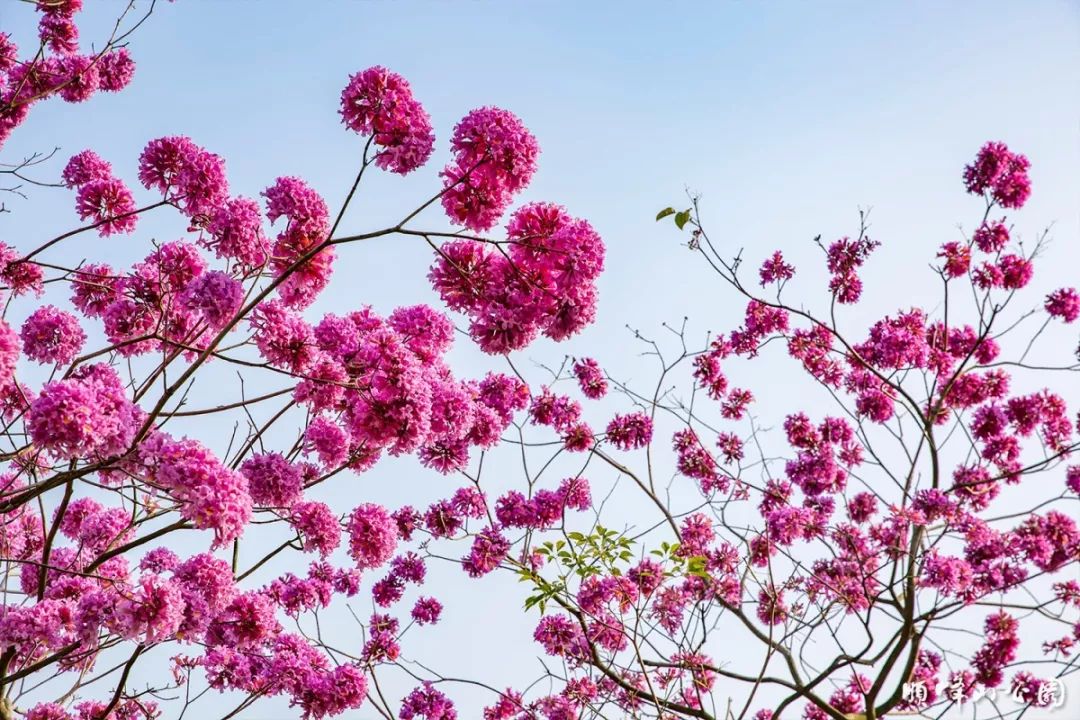 顺德惊现紫花风铃木!