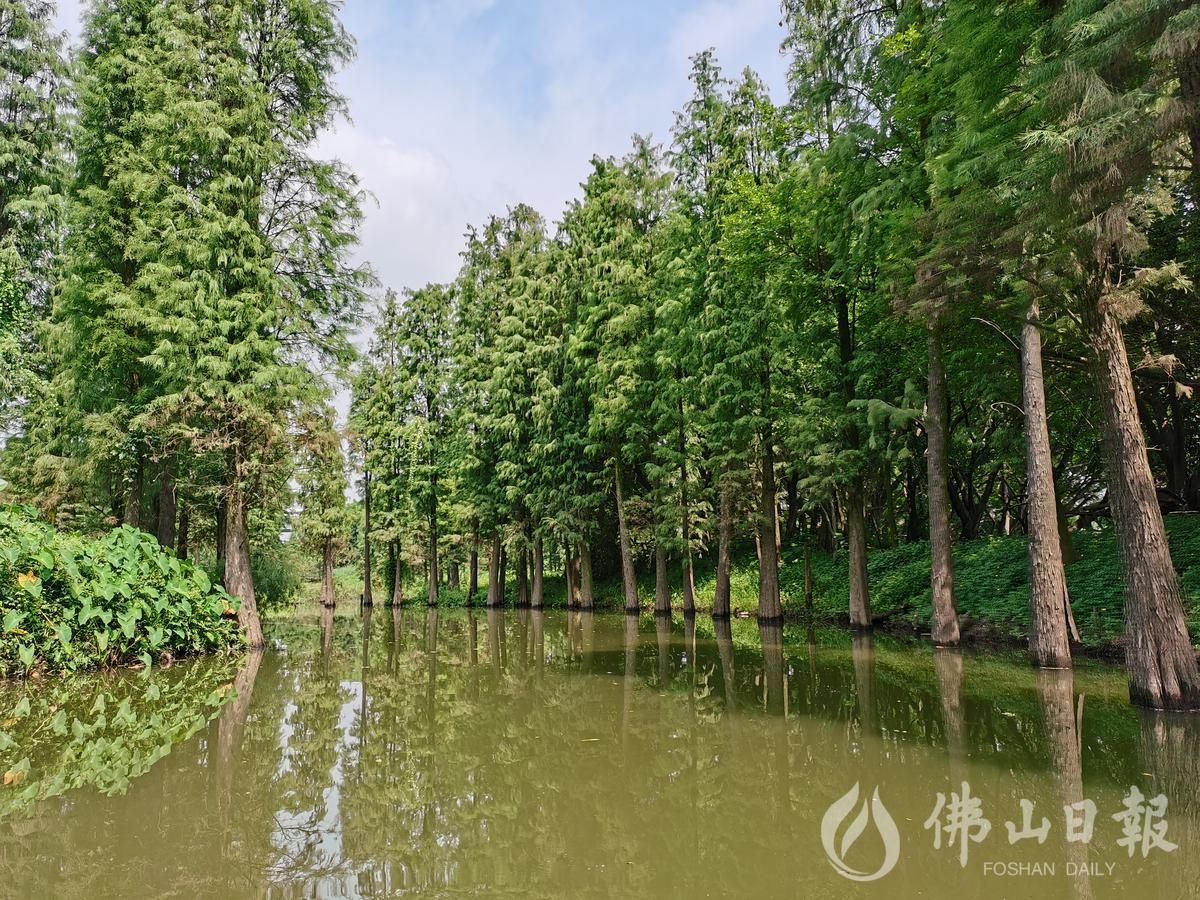 万亩湿地美金沙鹭鸟飞金沙岛国家湿地公园成旅游胜地