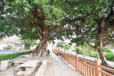 高明區公布古樹名木目錄 最長壽古樹今年422歲