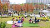 紅水杉扮靚城市