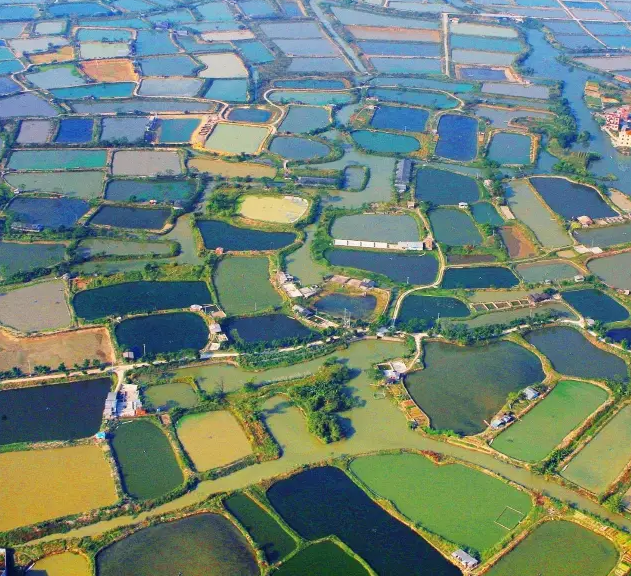 来佛山特色桑基鱼塘体验岭南水乡味道