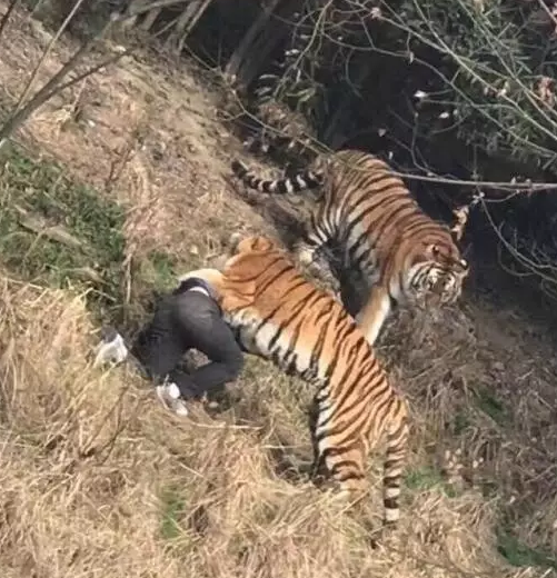 八达岭动物园老虎咬死人一年后又有游客开窗为熊投食