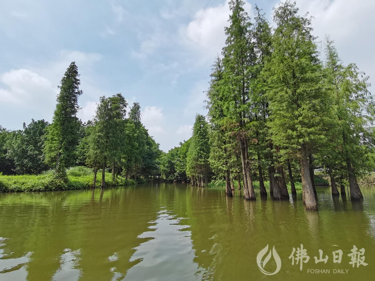 萬畝溼地美金沙鷺鳥飛金沙島國家溼地公園成旅遊勝地