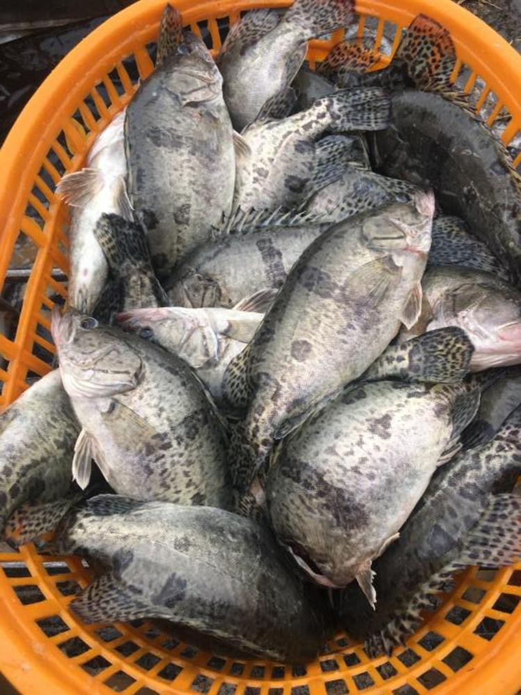 保供稳价三水区目前成鱼存塘量约有3000吨