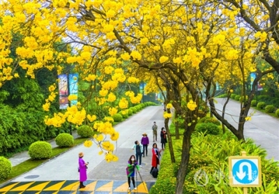 春風(fēng)十里黃花醉