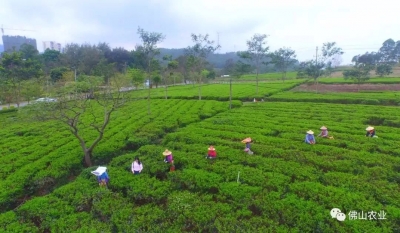 高明對川問茶項目部分景觀開放