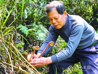 蕨菜：草木同春鎖山坳 佳肴如昨寄鄉(xiāng)思