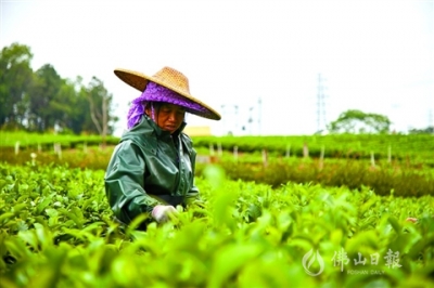 對川：摘取明前茶 芳華有余馨