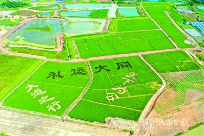无人机种植新型水稻 三水乐平200亩田只需两人管
