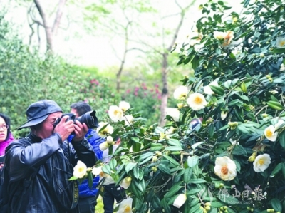 1500多種山茶花吸引市民打卡 佛山植物園即將擴容提升觀賞性