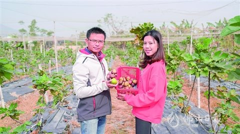 高明荷城街道南洲村東坊果場(chǎng)的無(wú)花果成熟了！軟糯清香成水果新貴