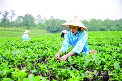 4條茶旅線路+11道精品菜 美的鷺湖擦亮“對川茶”名片