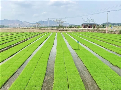 高明明城萬畝稻田園區(qū)即將種下今年首批早造水稻種苗