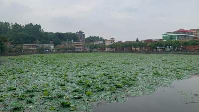 三水推廣使用“人居環(huán)境問題隨手拍”系統(tǒng)