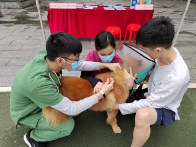 禪城以購(gòu)買服務(wù)方式開展犬只狂犬疫苗免費(fèi)免疫工作