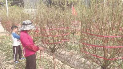 南海獅山沙水村百畝桃花銷售旺