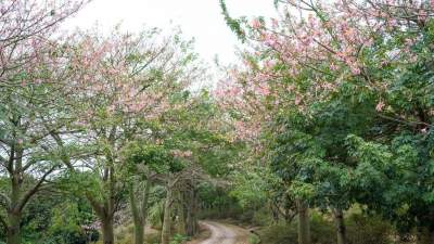 三水區(qū)南山鎮(zhèn)六和村：推進三產(chǎn)融合 豐富文旅業(yè)態(tài)