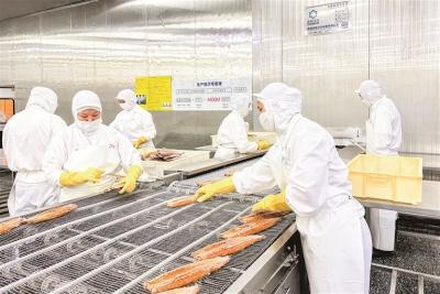 顺德烤鳗企业出口订单暴涨 小鳗鱼游上世界餐桌