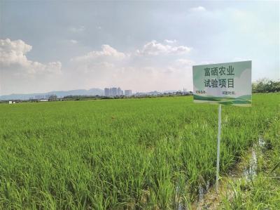 南海西樵平沙島富硒農(nóng)業(yè)示范基地建設進入試驗對比階段