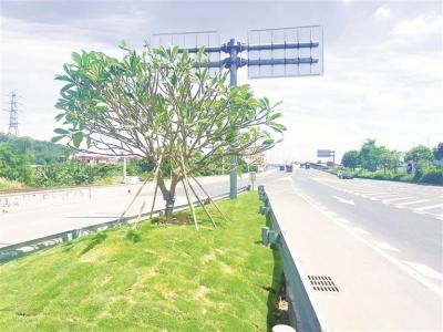杏壇安富立交大變樣 改造“邊角地”扮靚城市門戶